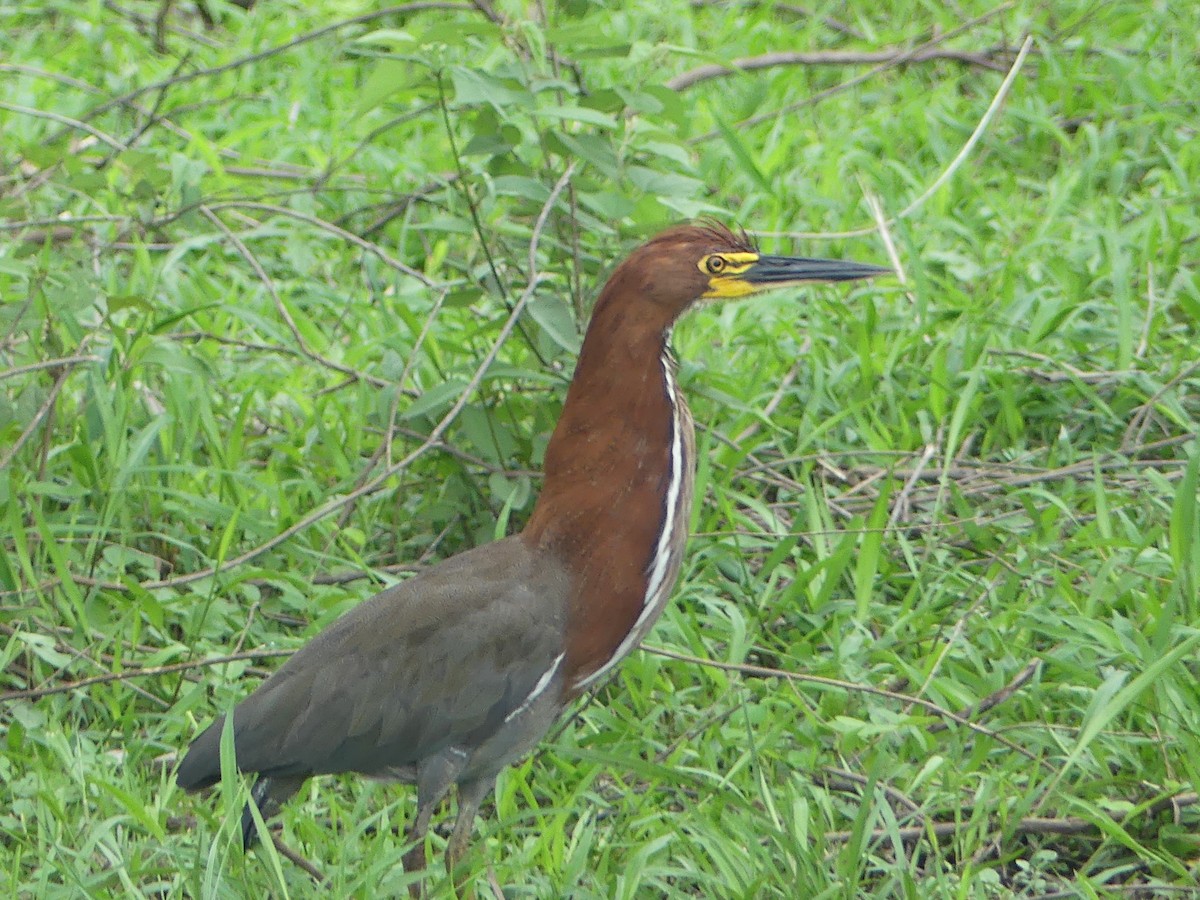 Avetigre Colorada - ML646558281