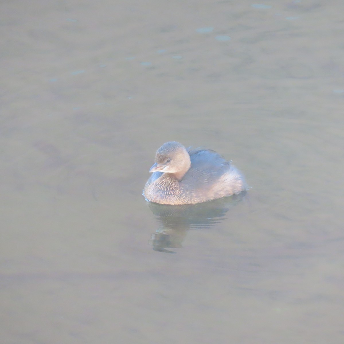 Pied-billed Grebe - ML646558284