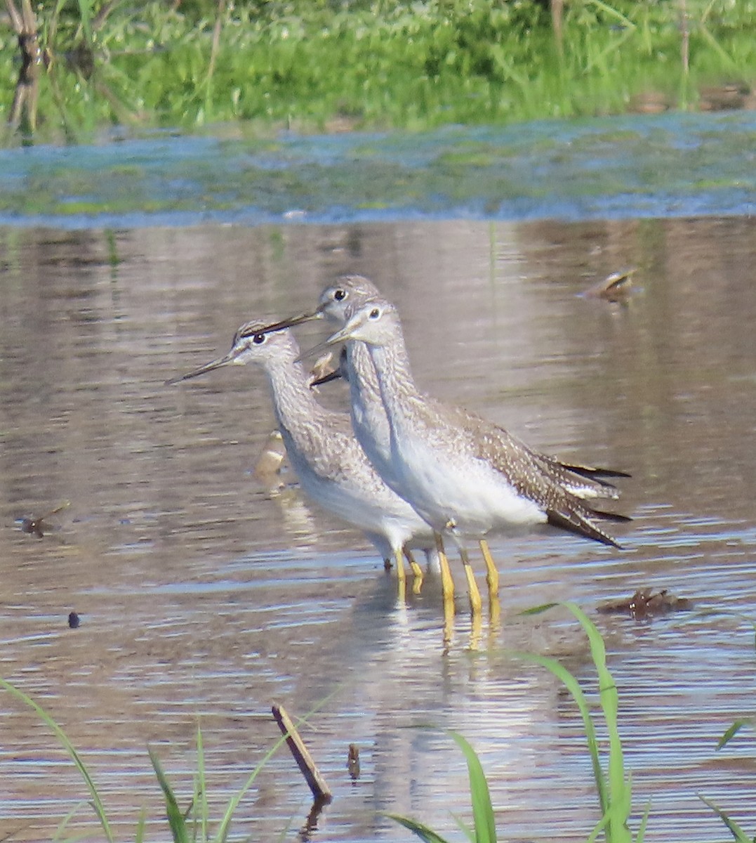 Greater Yellowlegs - ML646558285