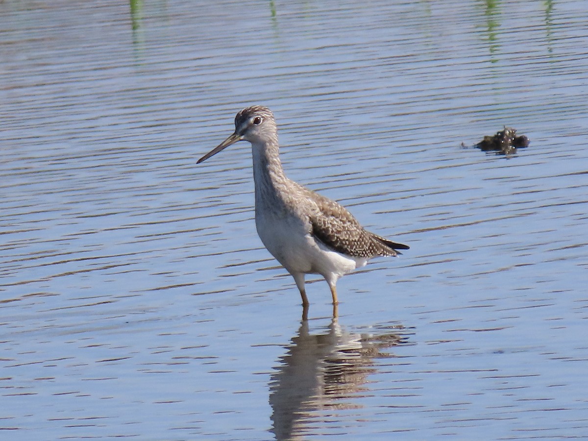 Greater Yellowlegs - ML646558286