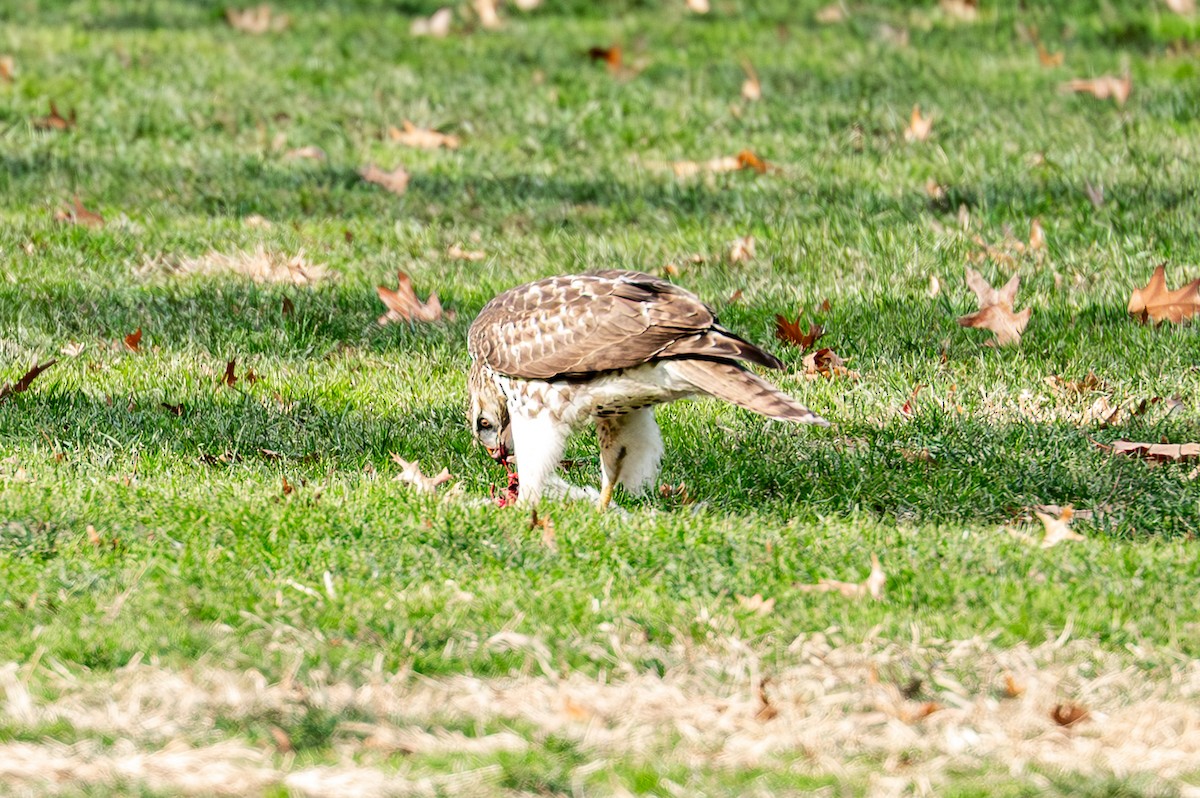 Red-tailed Hawk - ML646558287