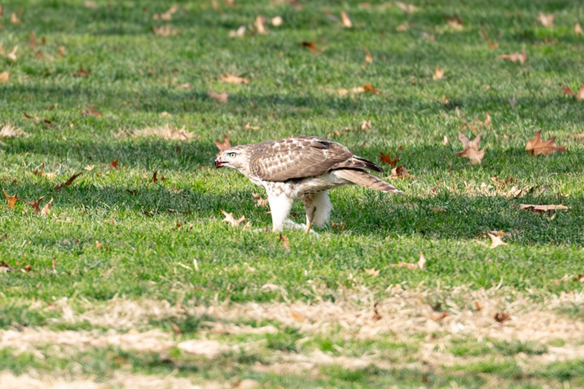 Red-tailed Hawk - ML646558288