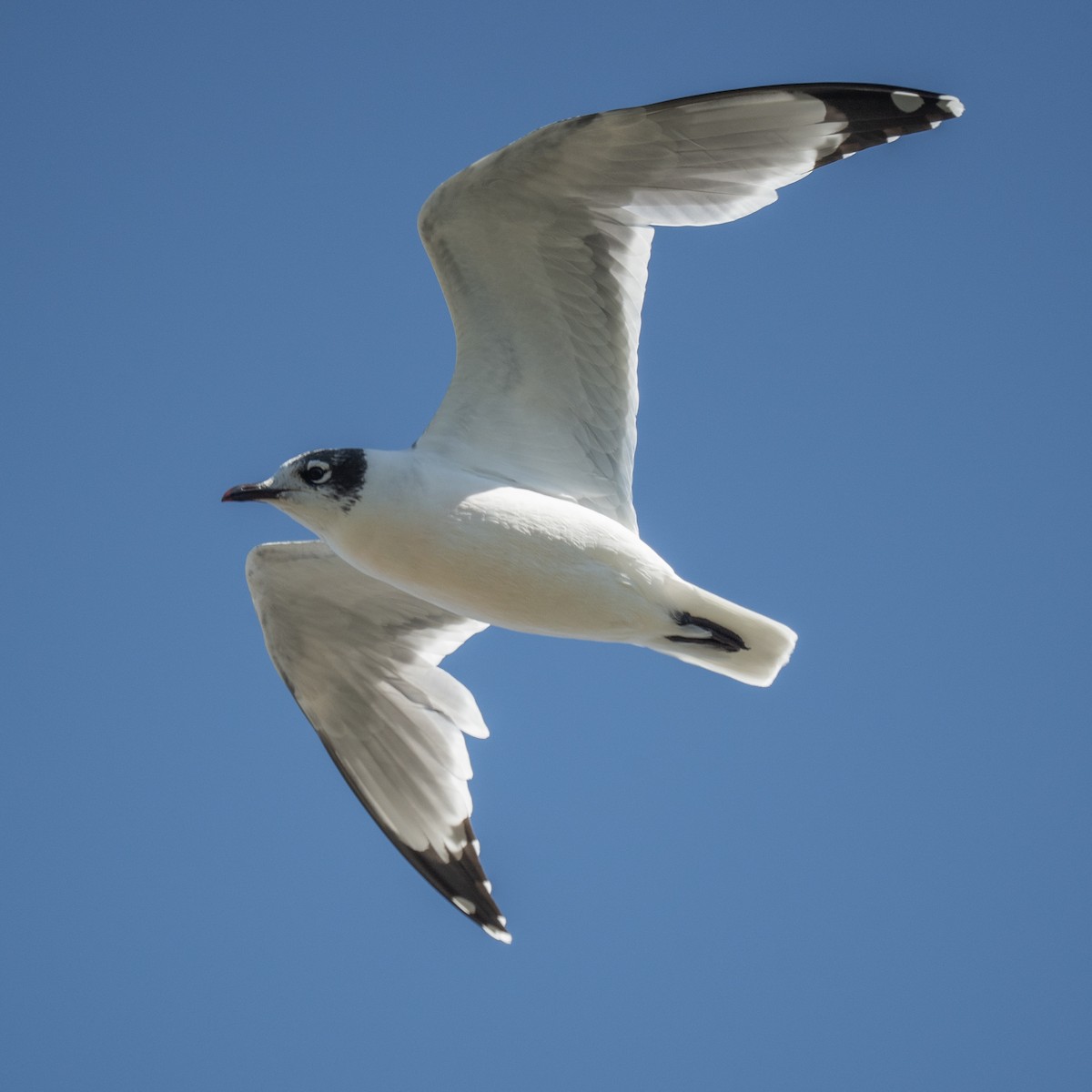 Franklin's Gull - ML646558291
