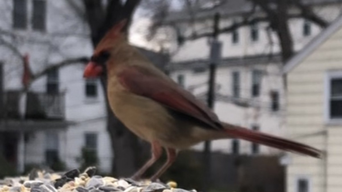 Northern Cardinal - ML646558293