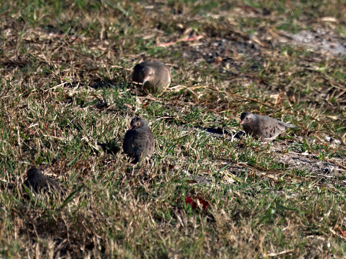 Воробьиная земляная горлица - ML646558295