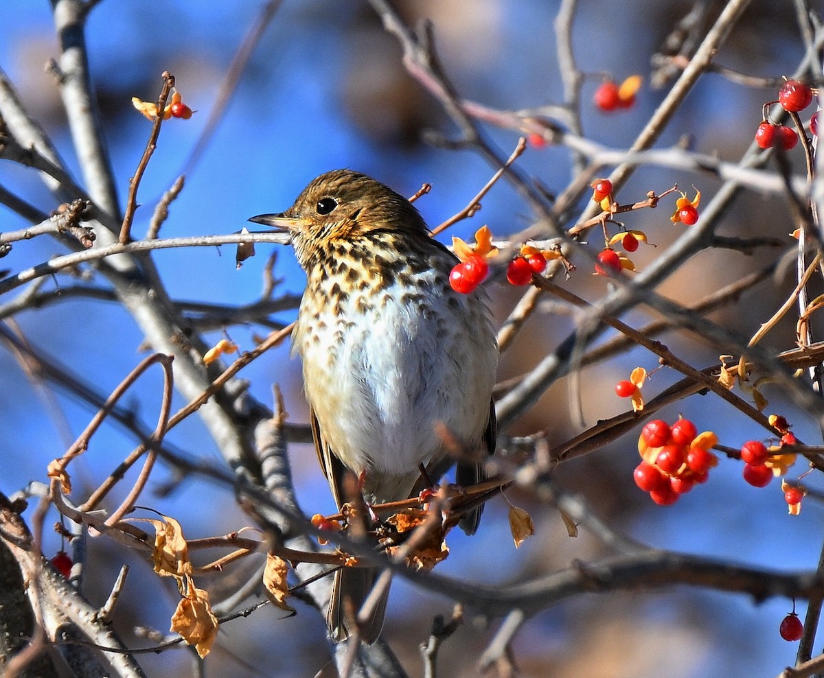 Дрізд-короткодзьоб плямистоволий - ML646558296