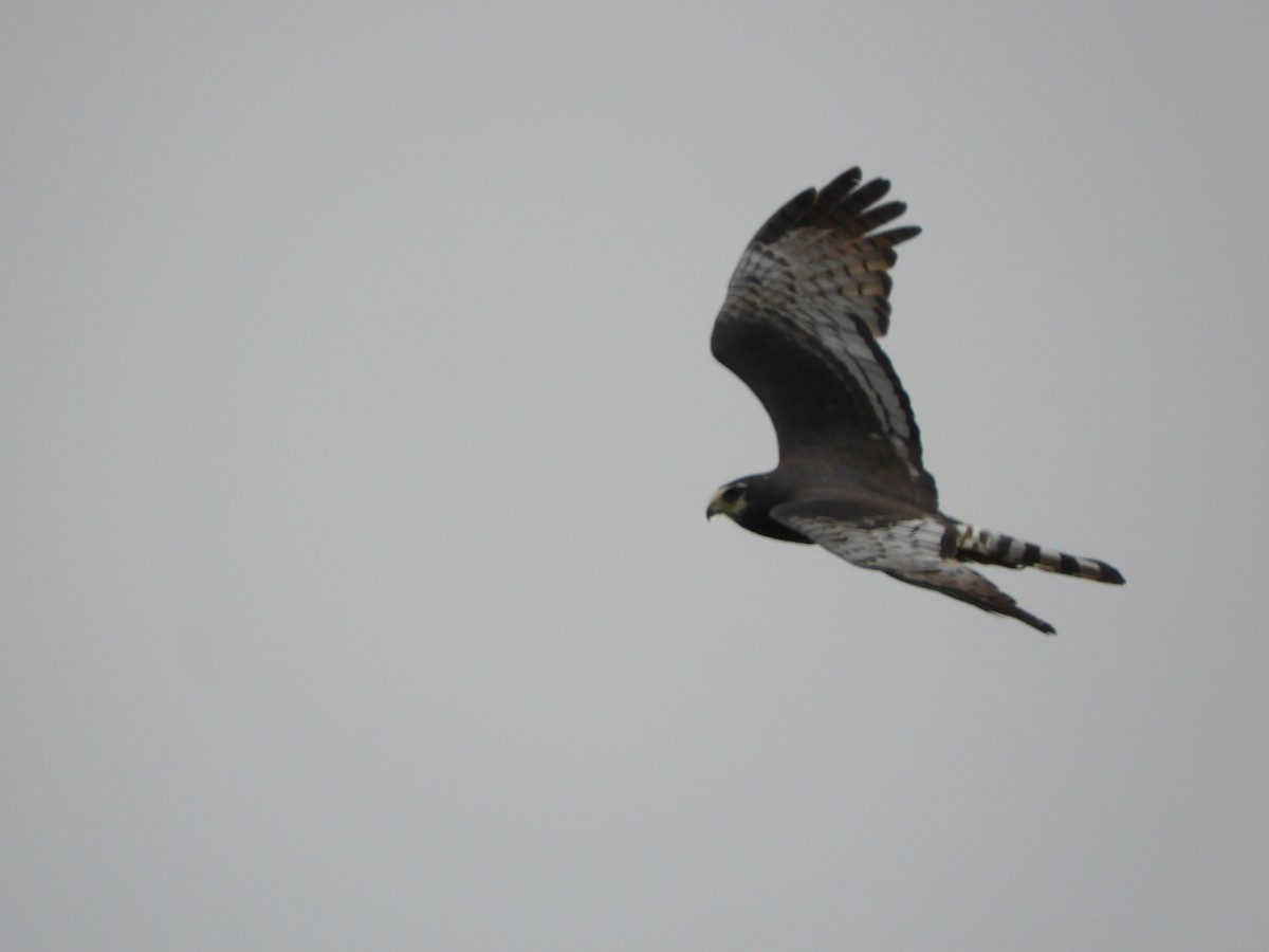 Long-winged Harrier - ML646558299