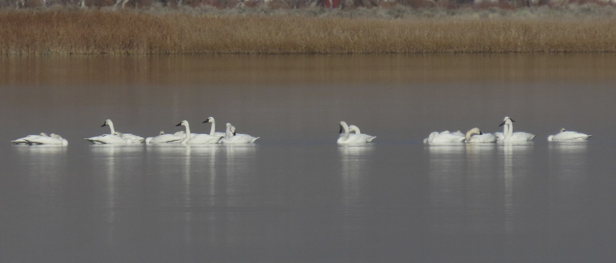 Tundra Swan - ML646558300