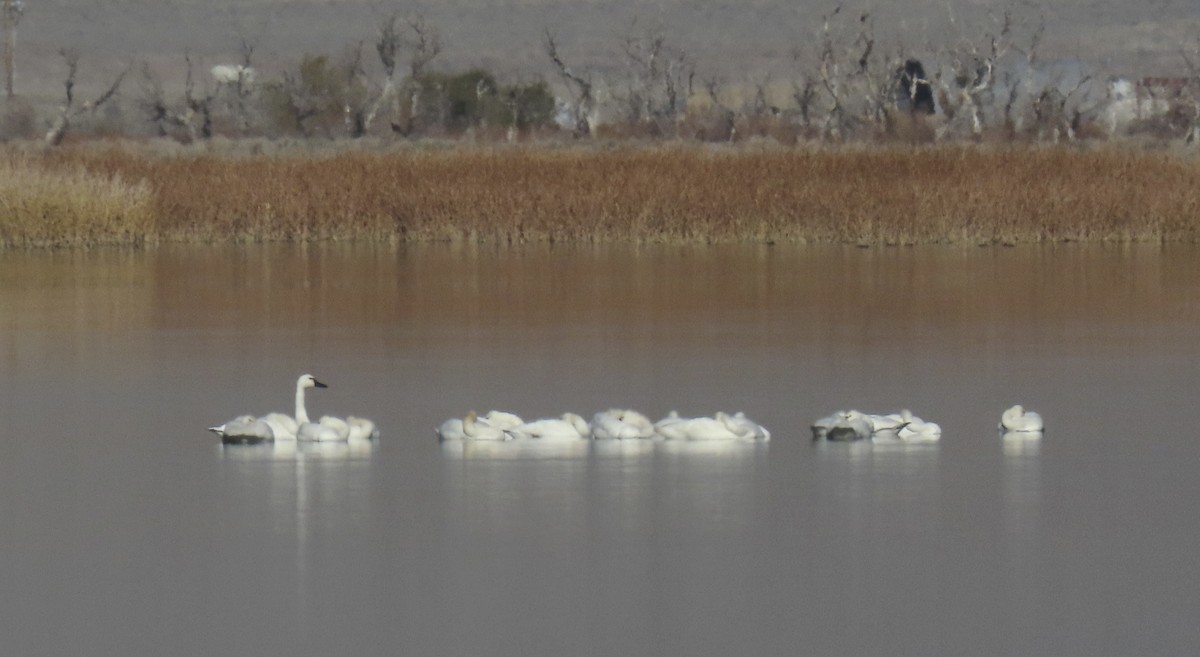 Tundra Swan - ML646558301