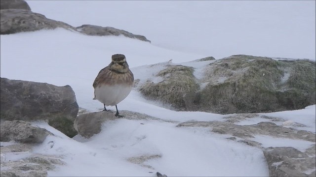 Horned Lark - ML646558304