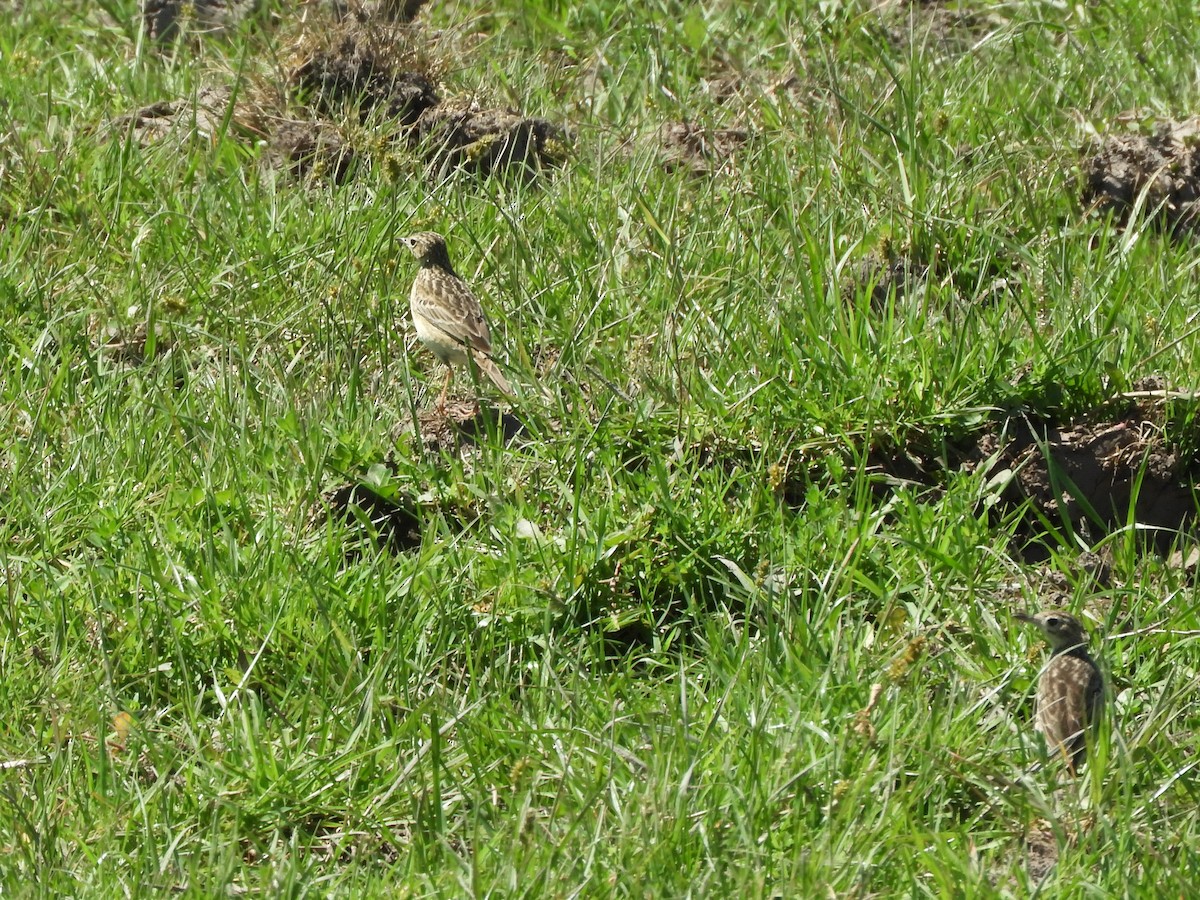 Yellowish Pipit - ML646558306