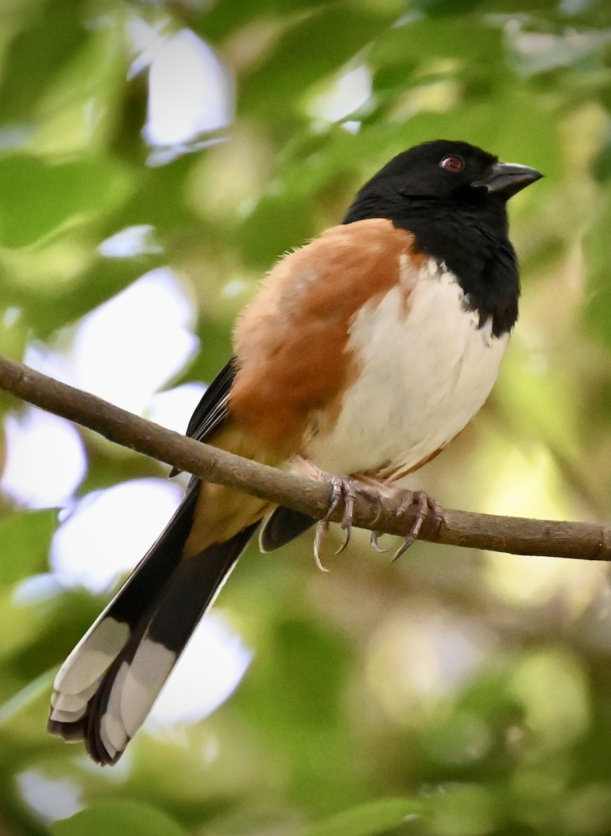 Eastern Towhee - ML646558308