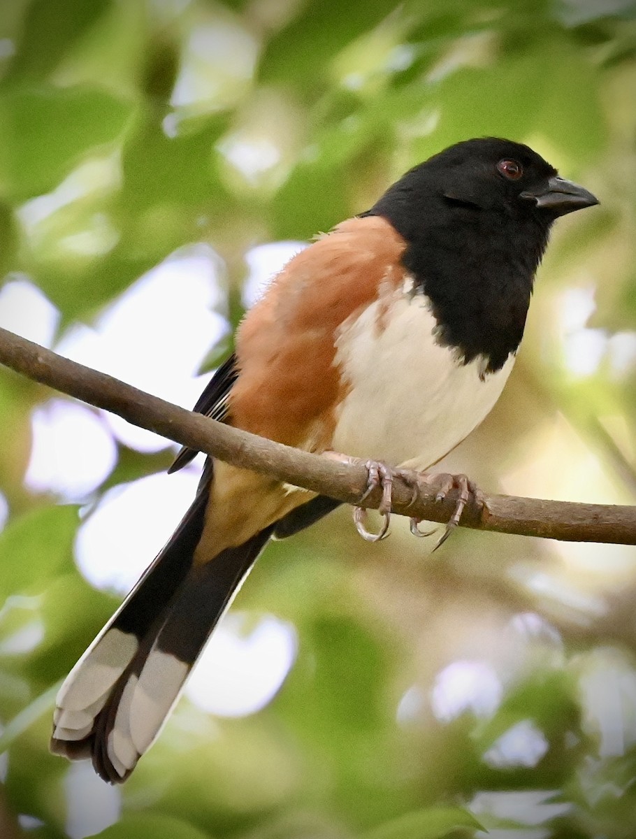 Eastern Towhee - ML646558309