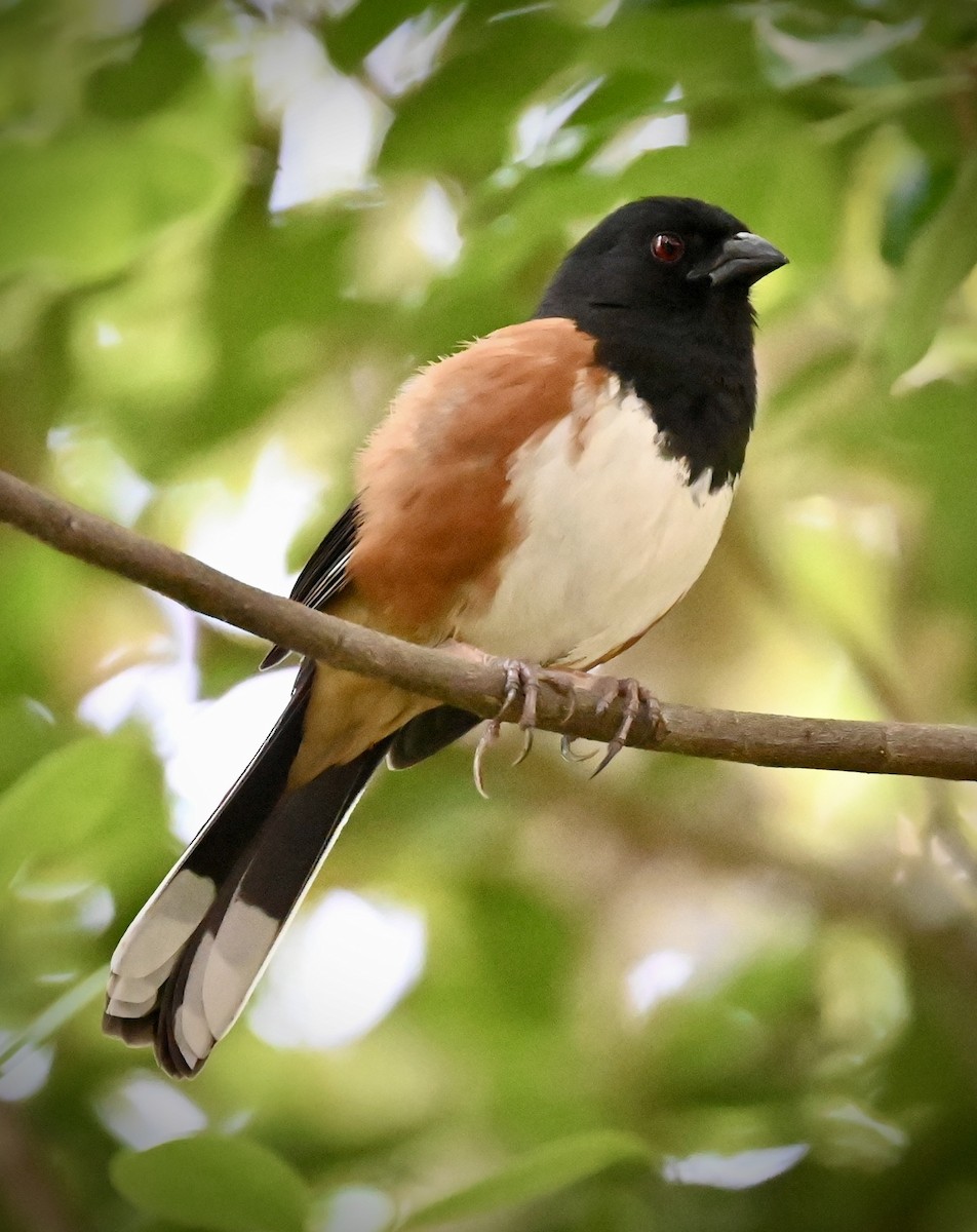 Eastern Towhee - ML646558310
