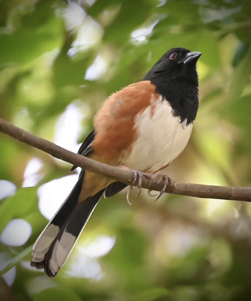 Eastern Towhee - ML646558311