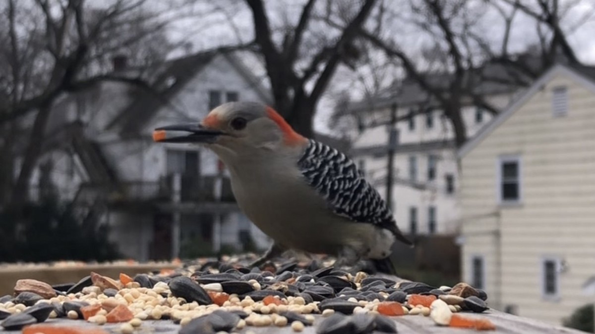 Red-bellied Woodpecker - ML646558312