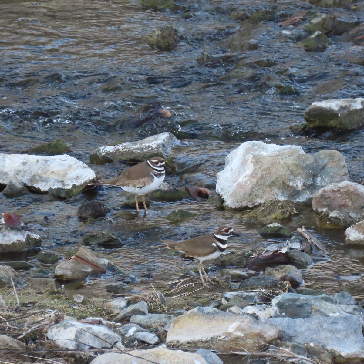 Killdeer - ML646558313