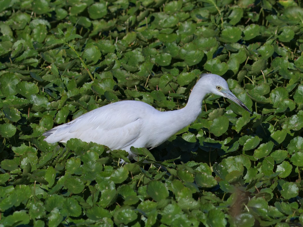 Little Blue Heron - ML646558314