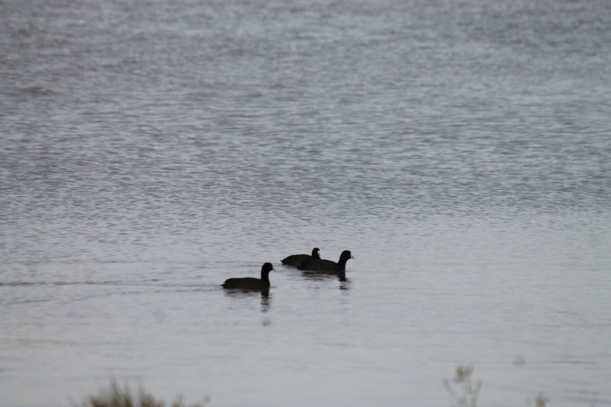 Eurasian Coot - ML646558315