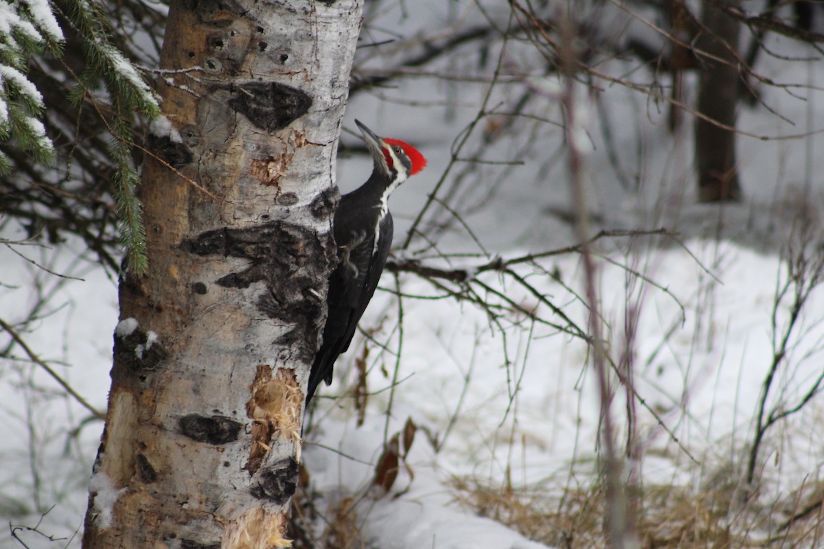 Pileated Woodpecker - ML646558317