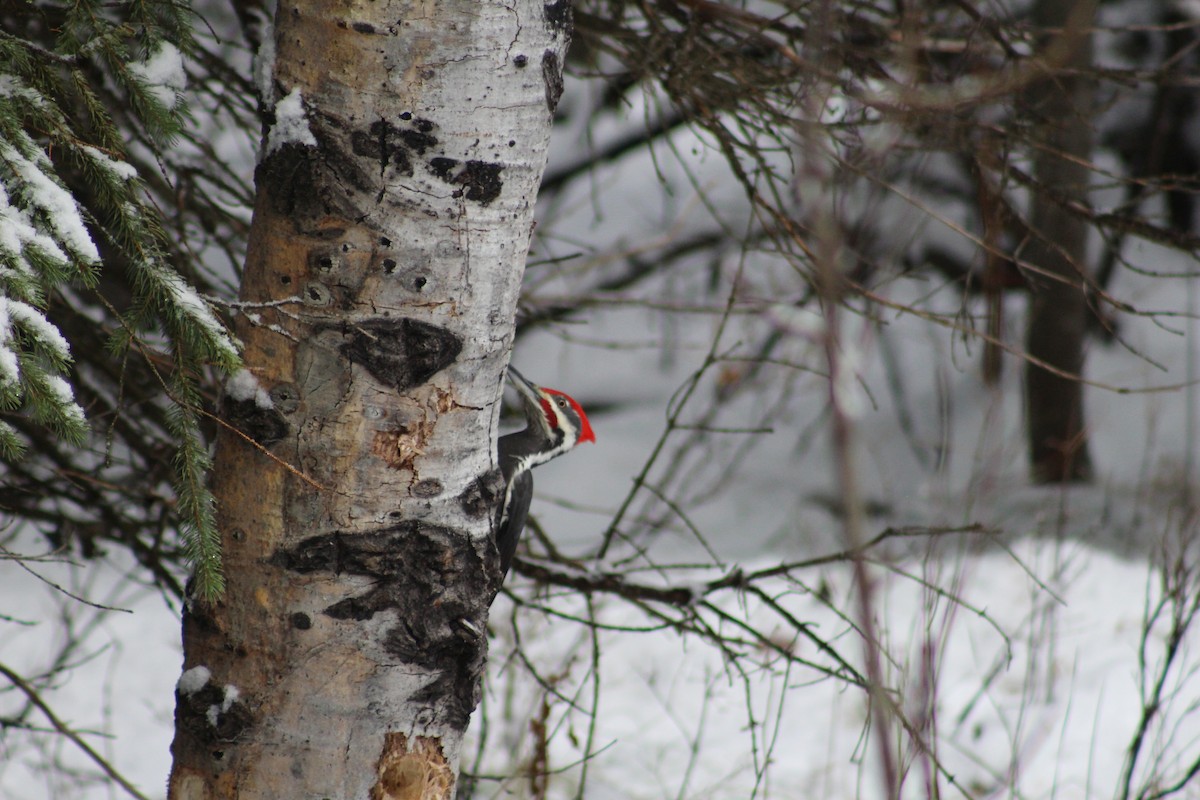 Pileated Woodpecker - ML646558318