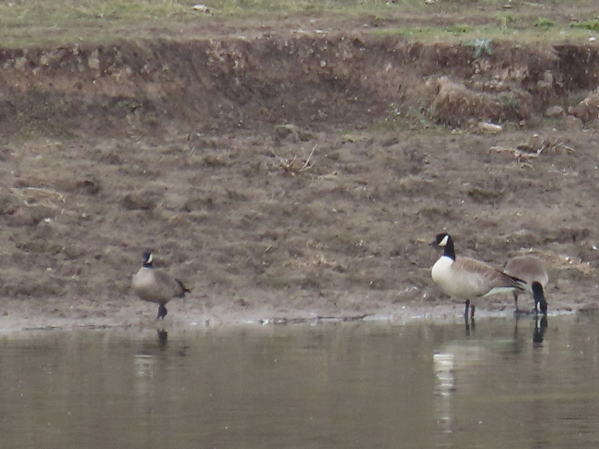 Cackling Goose - ML646558319