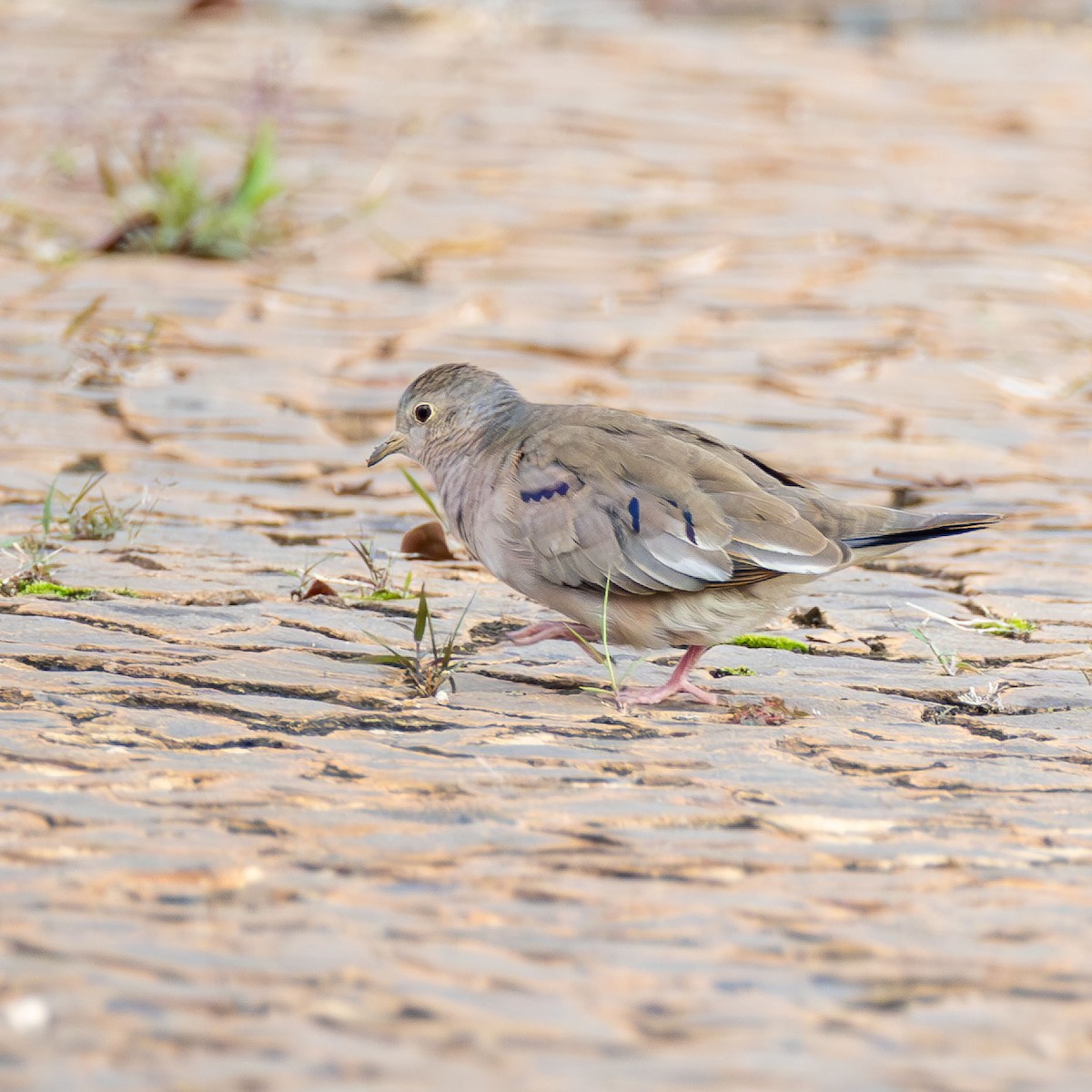 Plain-breasted Ground Dove - ML646558321