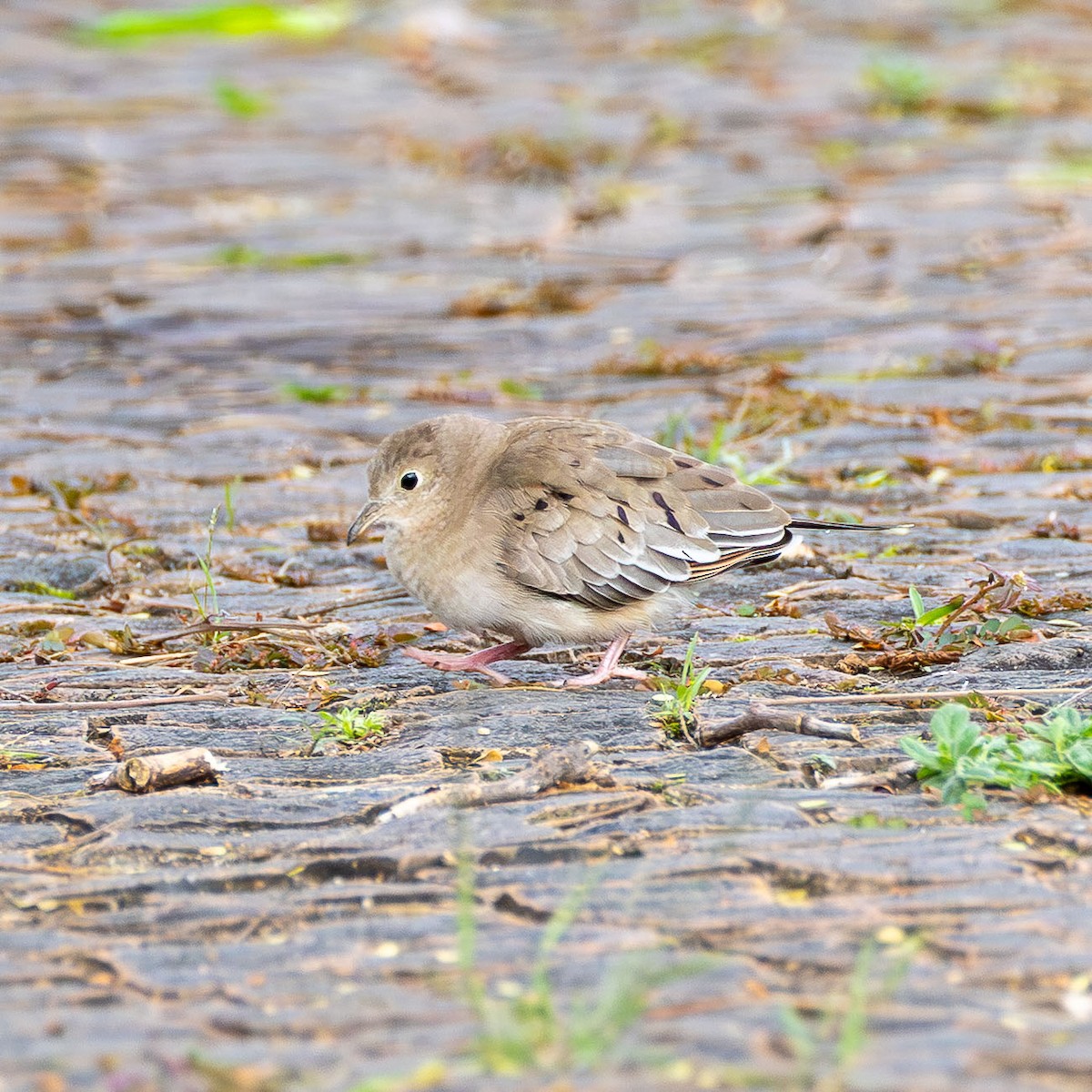 Plain-breasted Ground Dove - ML646558323