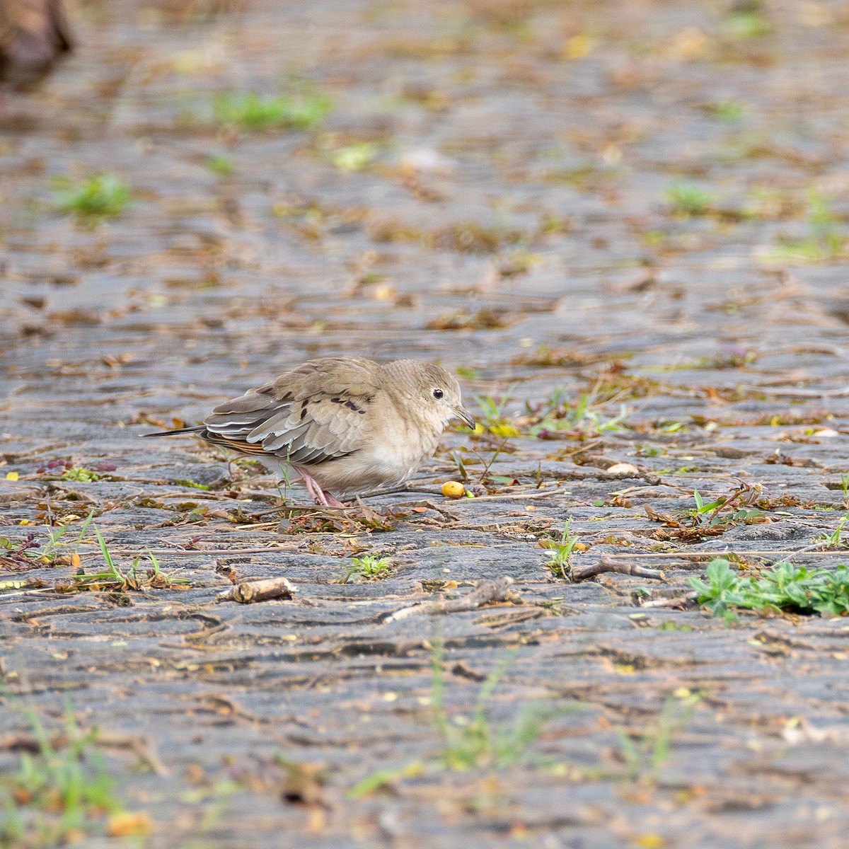 Plain-breasted Ground Dove - ML646558326