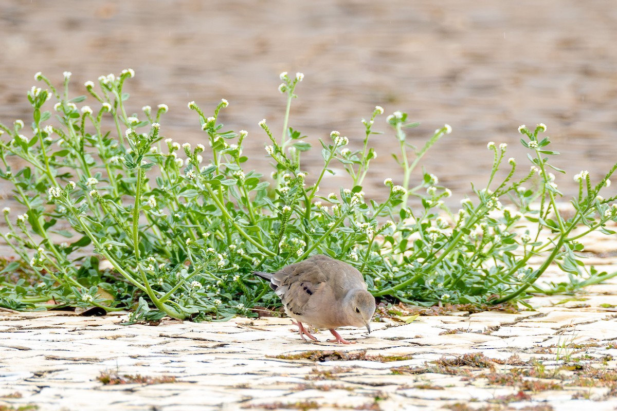Plain-breasted Ground Dove - ML646558327
