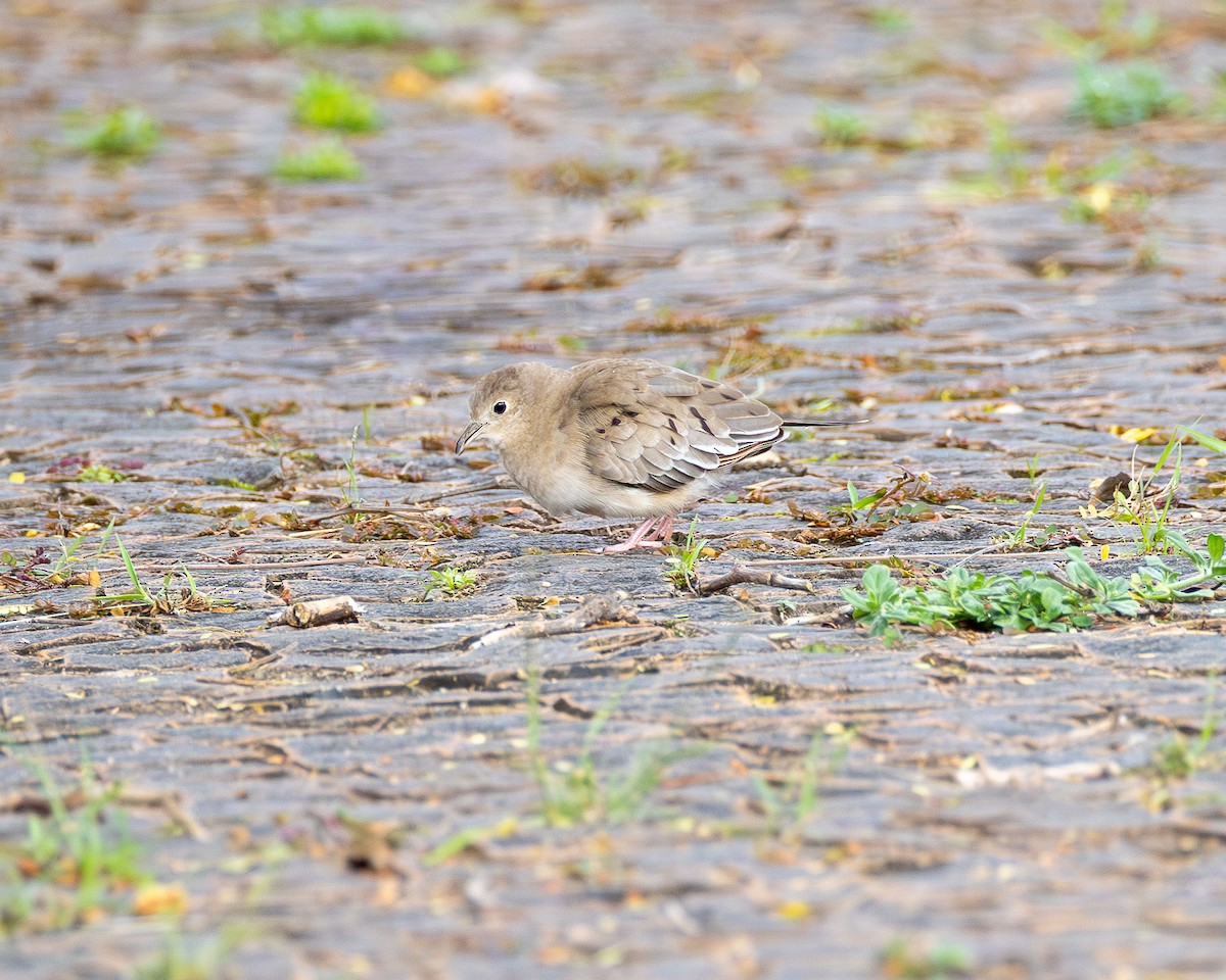 Plain-breasted Ground Dove - ML646558328