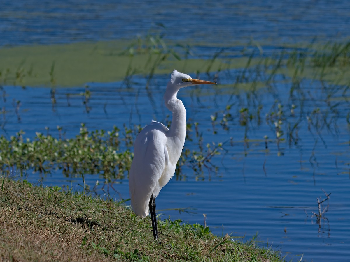 Great Egret - ML646558329