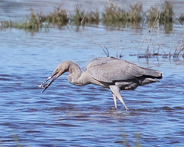 Reddish Egret - ML646558330