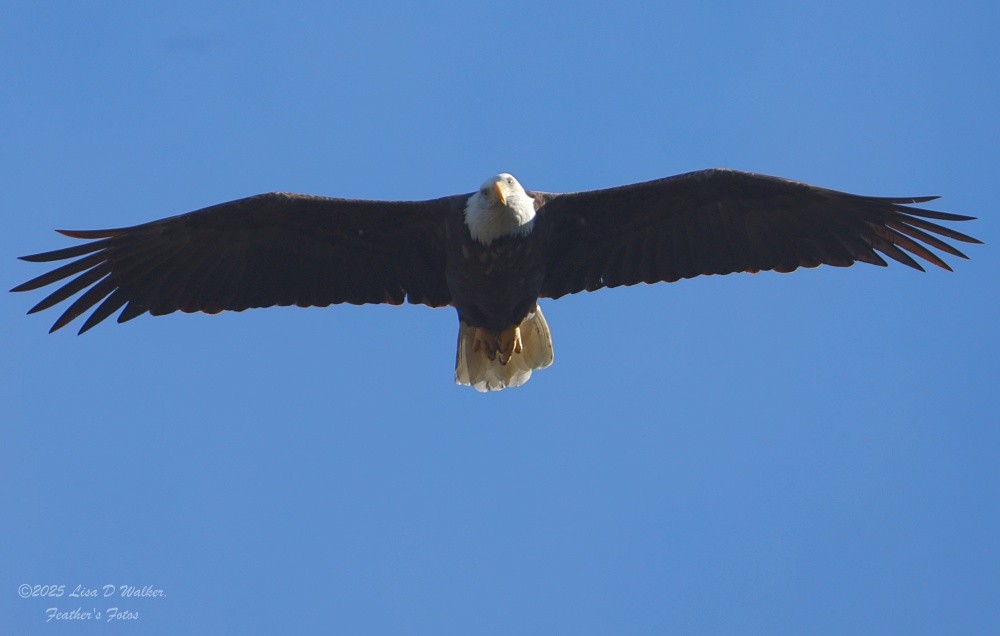Bald Eagle - ML646558331