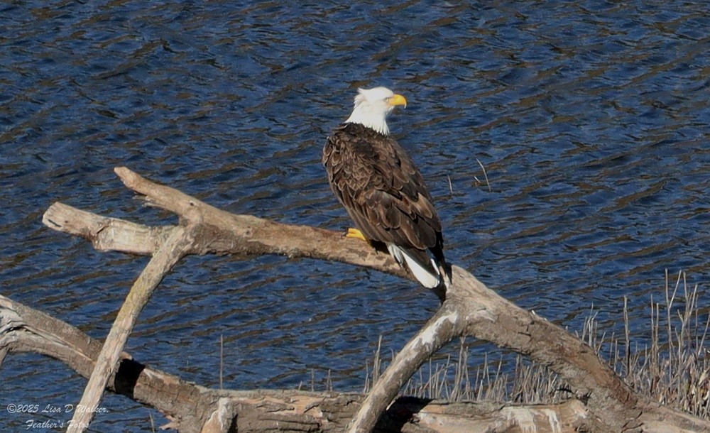 Bald Eagle - ML646558332