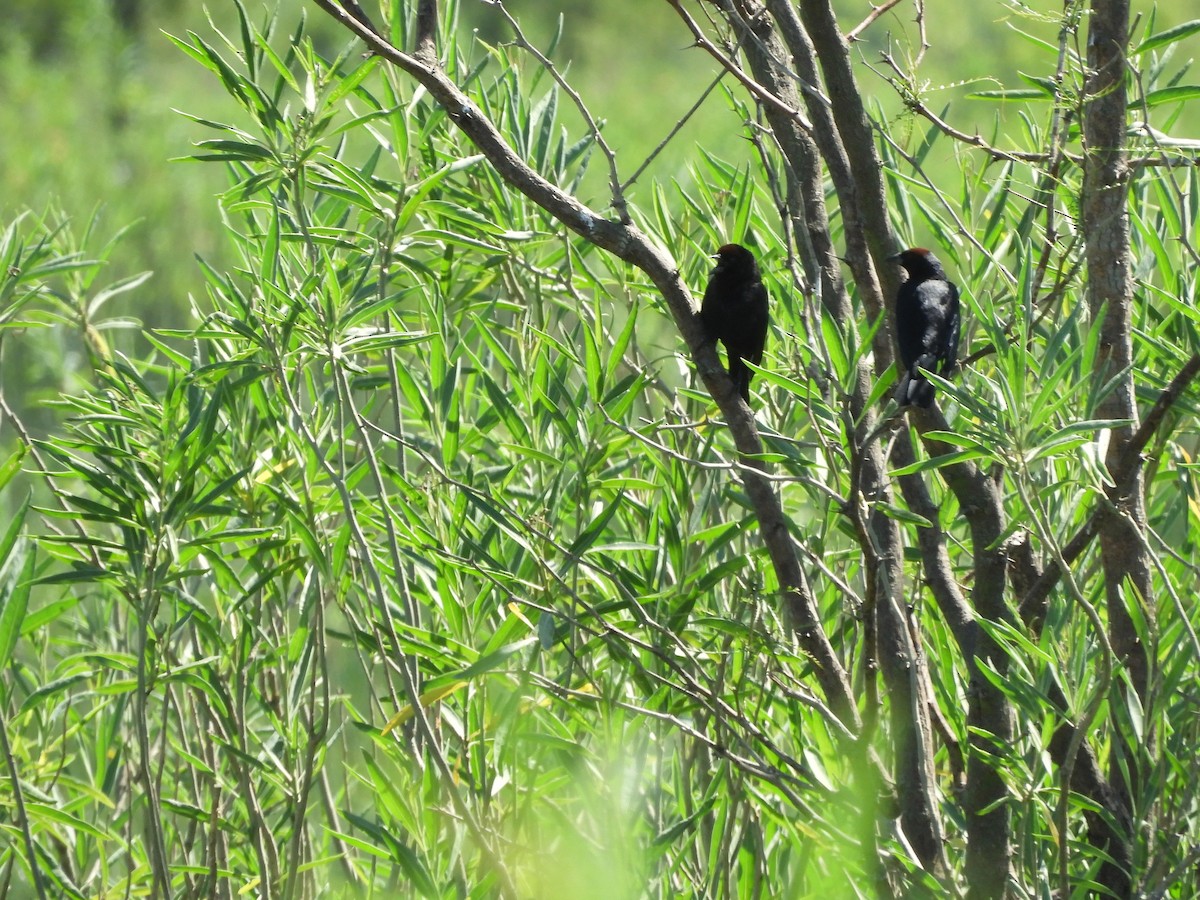 Chestnut-capped Blackbird - ML646558333