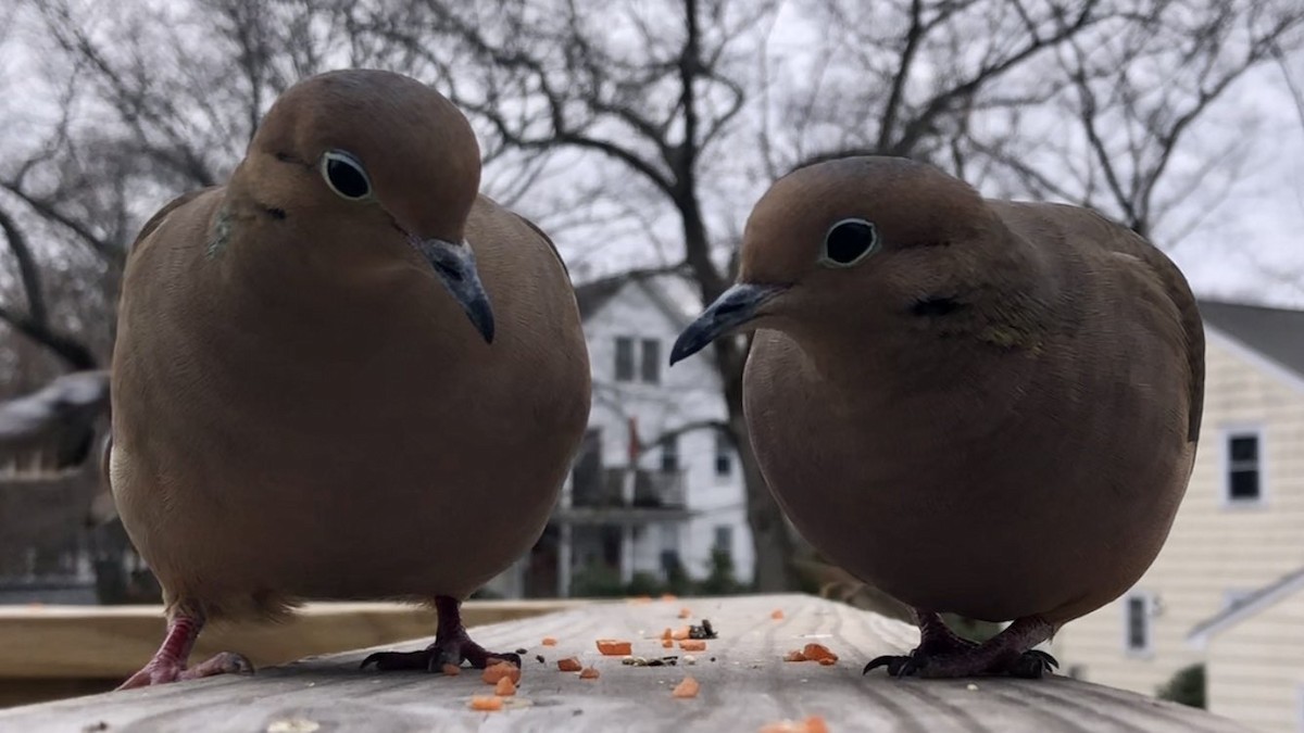 Mourning Dove - ML646558335