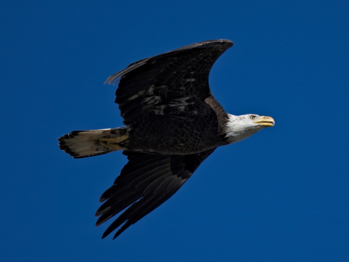 Белоголовый орлан - ML646558336