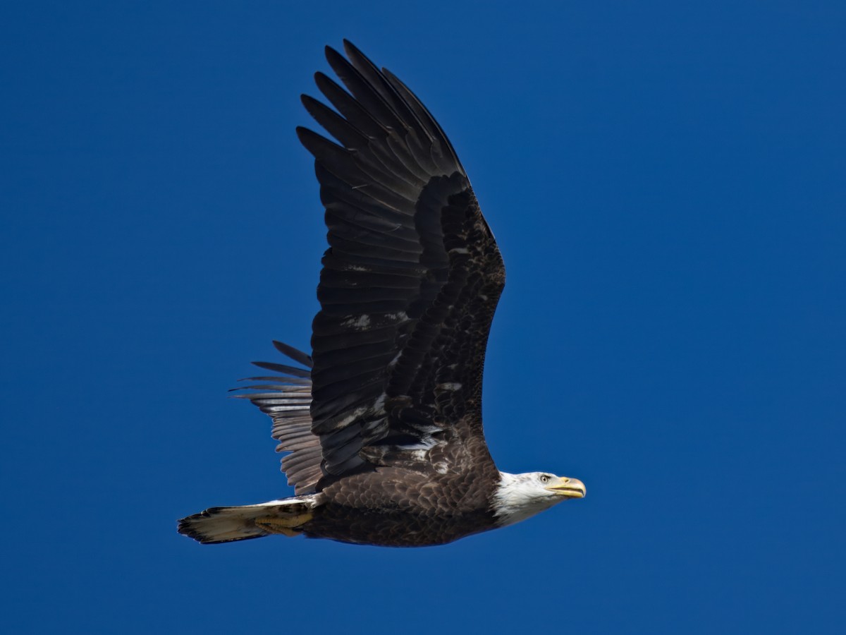 Белоголовый орлан - ML646558337