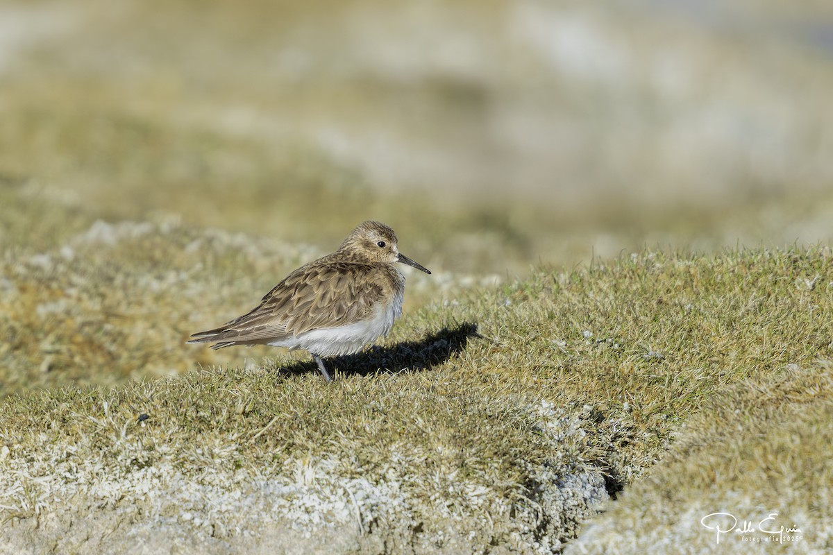 Baird's Sandpiper - ML646558343