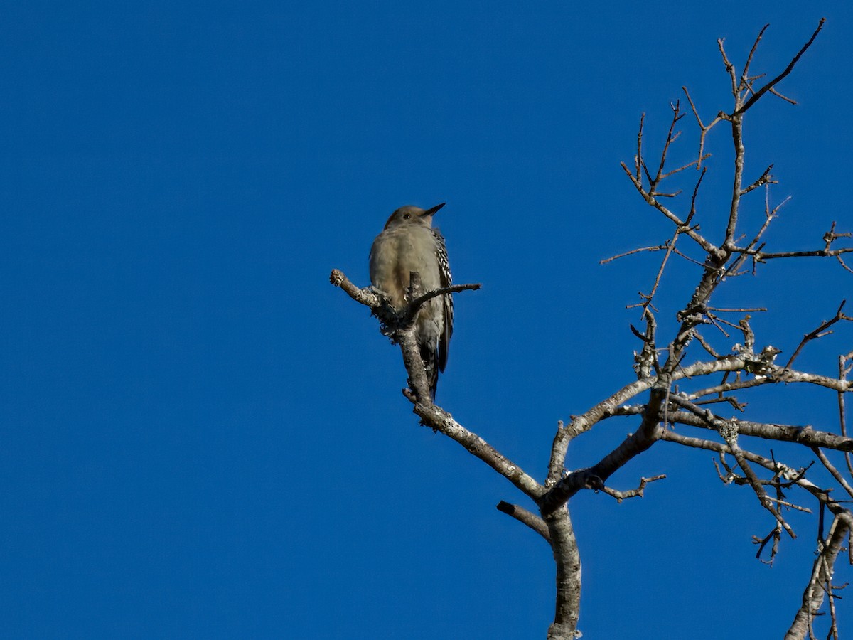 Каролинский дятел - ML646558347