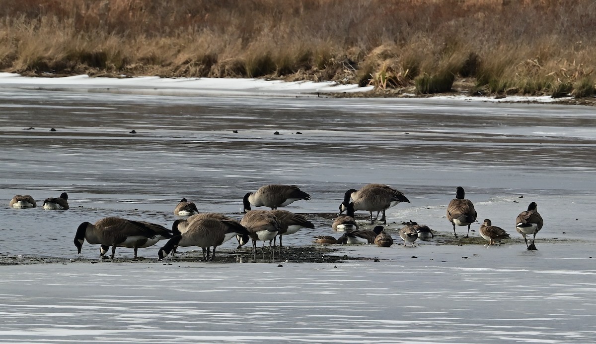 オカヨシガモ - ML646558349