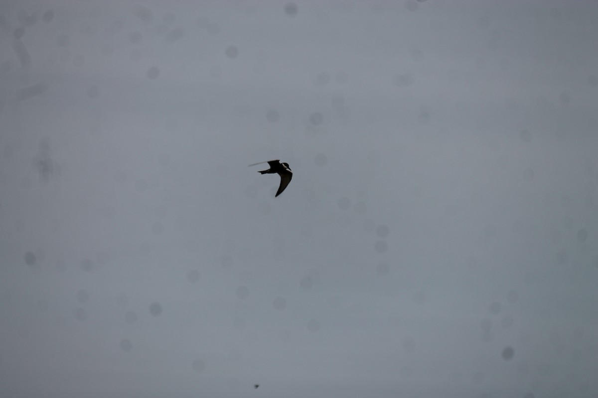 Mignattino piombato - ML646558351