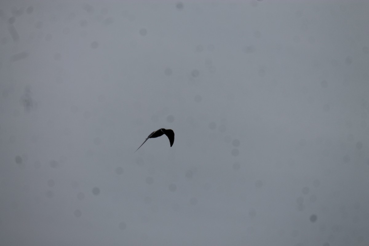 Mignattino piombato - ML646558352