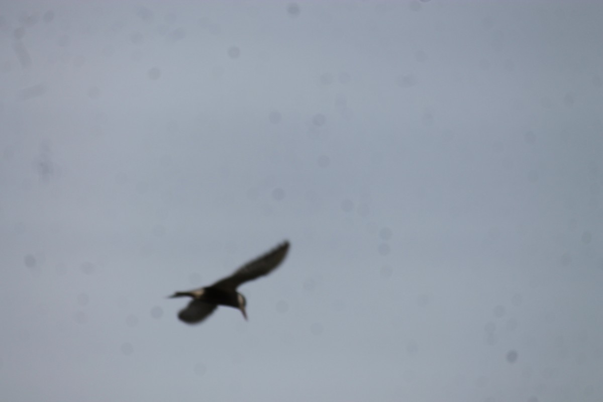 Mignattino piombato - ML646558353