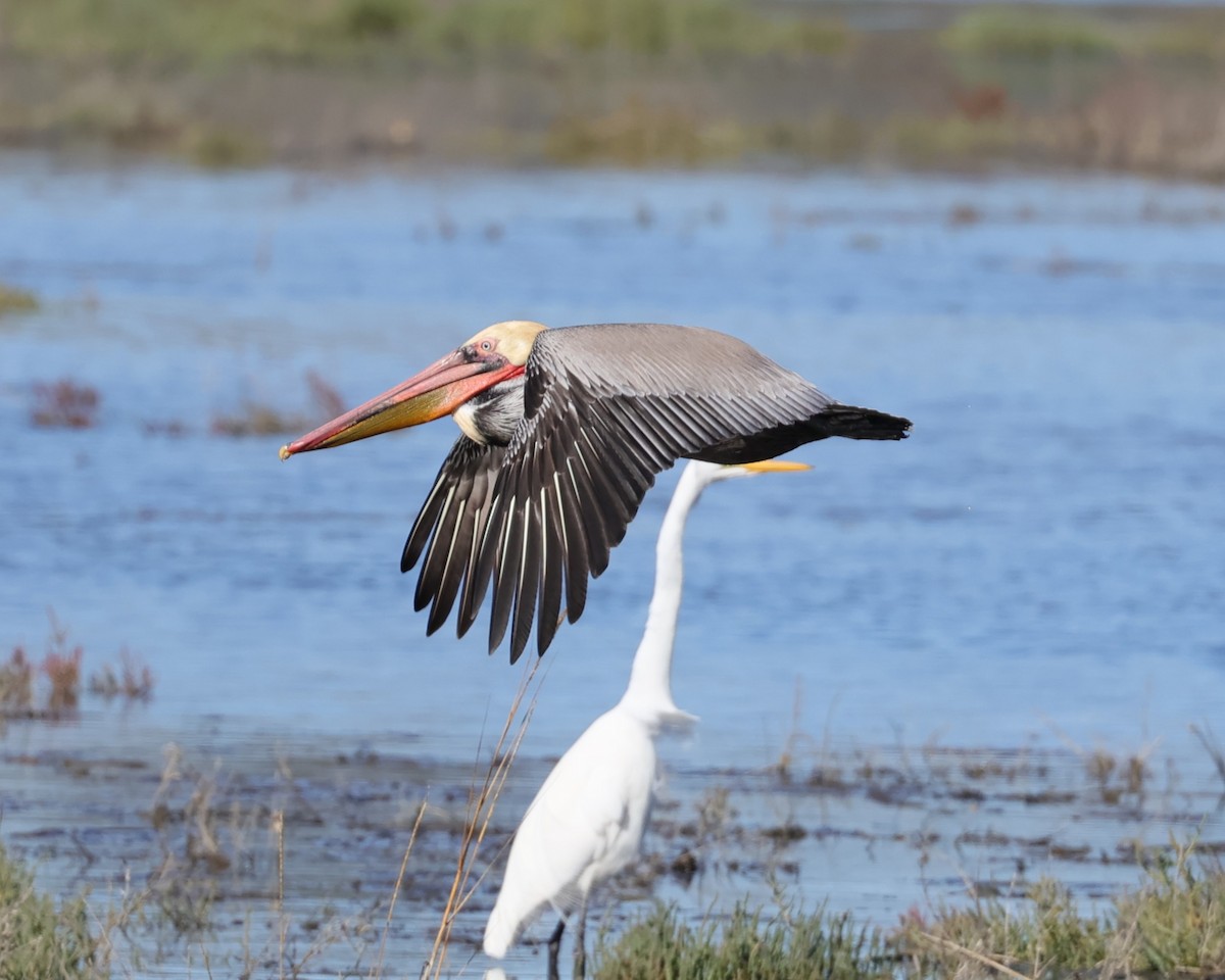 Pélican brun - ML646558364