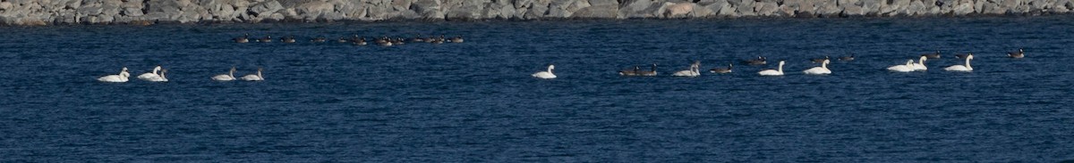 Tundra Swan - ML646558367