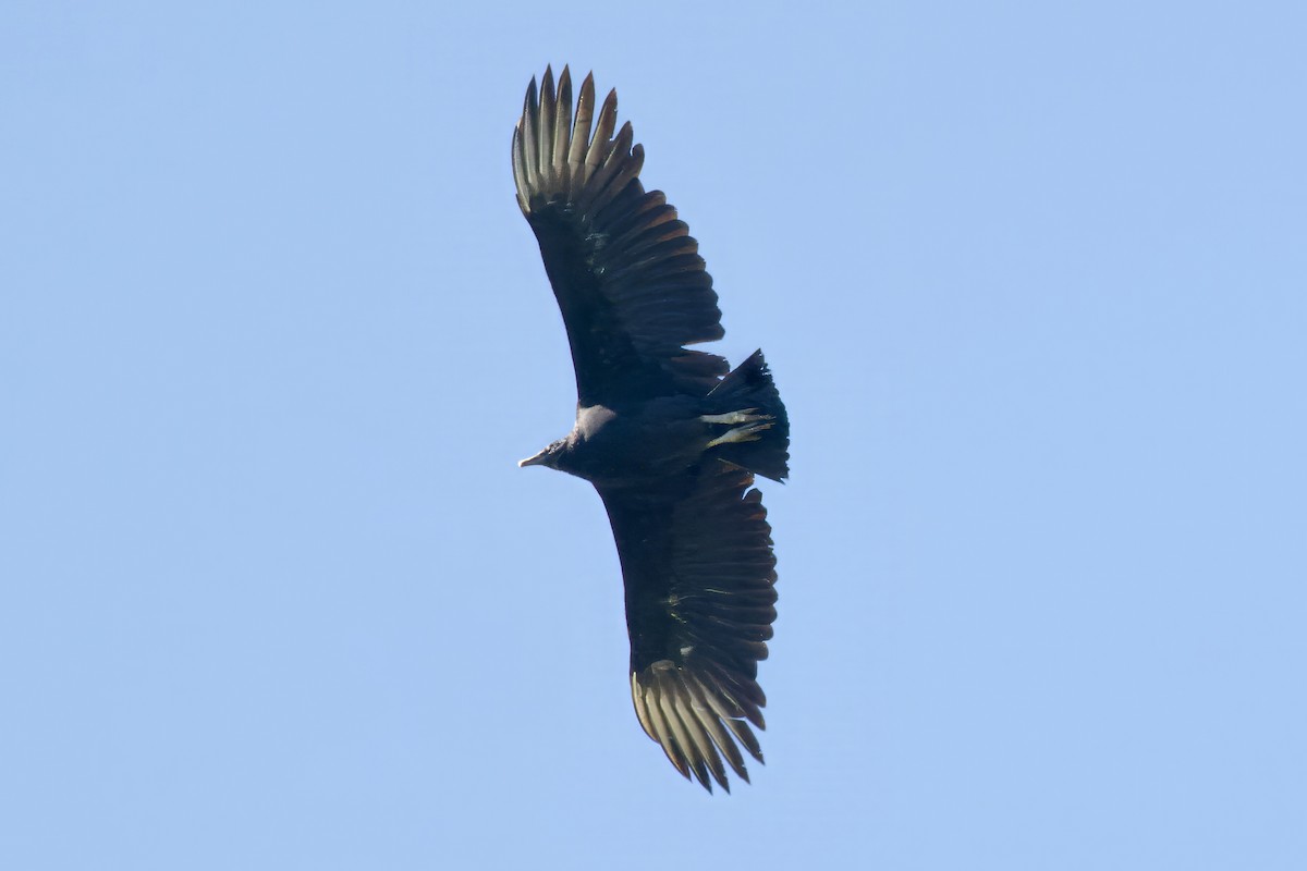 クロコンドル - ML646558372