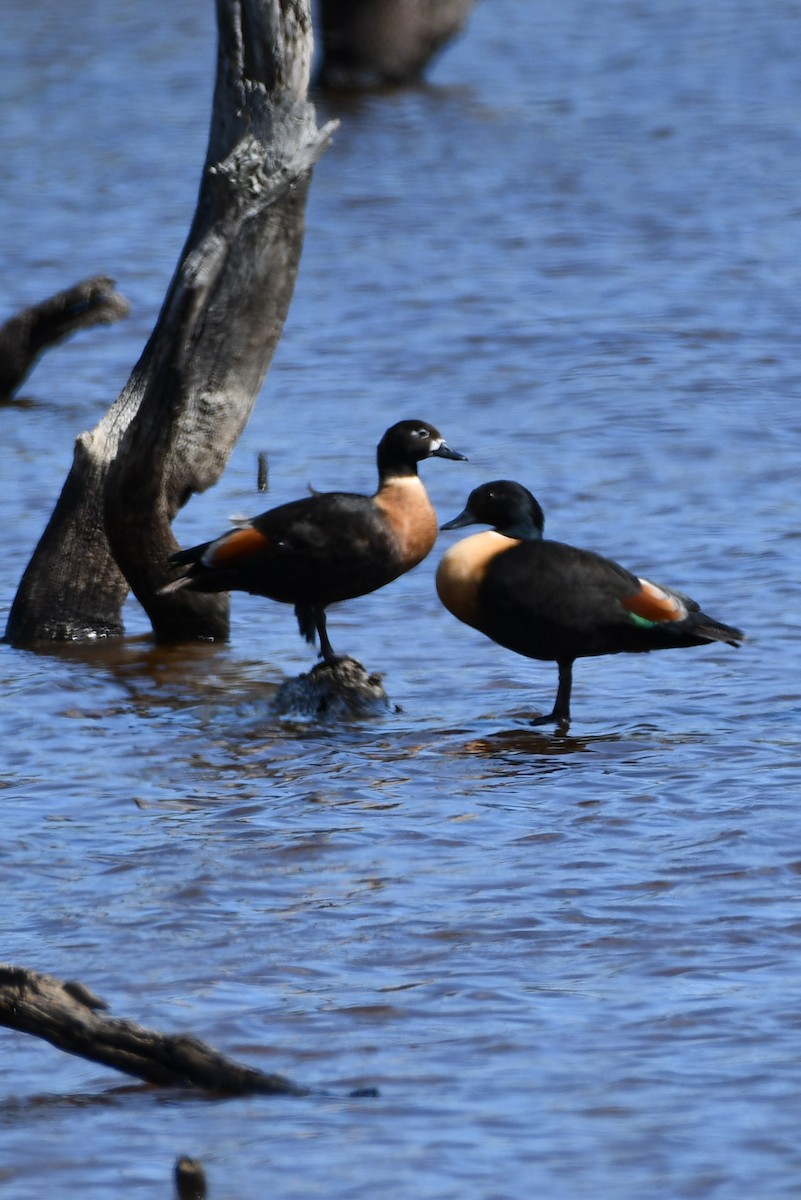 Australian Shelduck - ML646558376