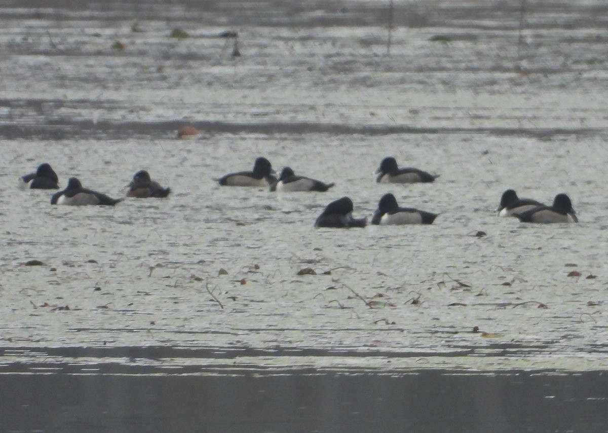 polák proužkozobý - ML646558380